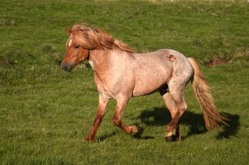 Icelandic horse, stallion, red roan, walking in pace.