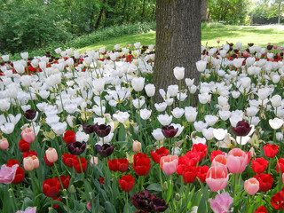 red white and violet tulips flower