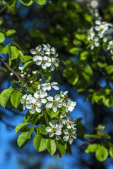 Spring Background of cherry blossoms and twigs of wood