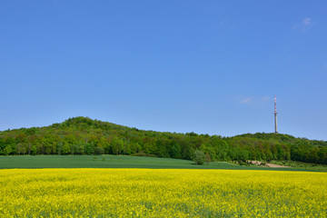 Löbauer Berg im Frühjahr