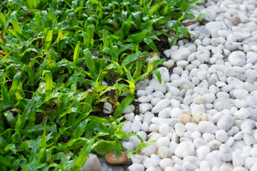 Grass and gravel floor in garden.