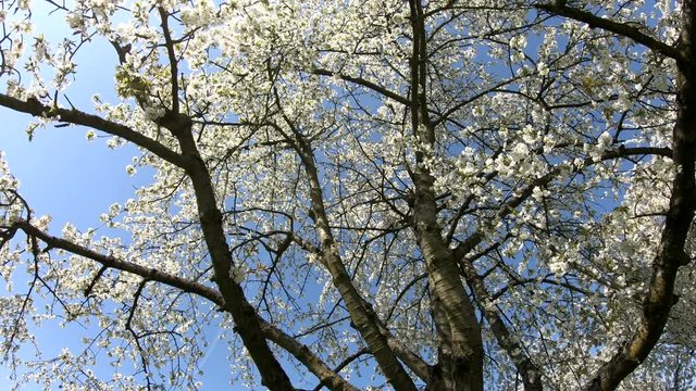 Bl&uuml;hende Kirschbaumplantage im Fr&uuml;hling, Kirschbl&uuml;ten, Obstbau, handheld camera, 4K