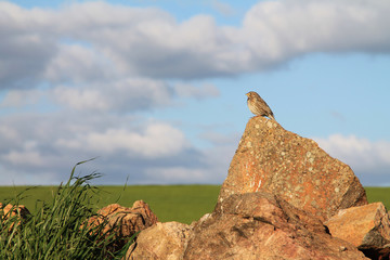 pájaro sobre roca al sol