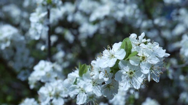 Blossoming Branch of Pear Trees swing on Wind, closeup