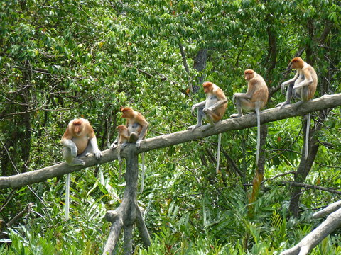 long-nosed monkeys or proboscis monkeys on a branch in the wild green rainforest, Borneo, Malaysia
