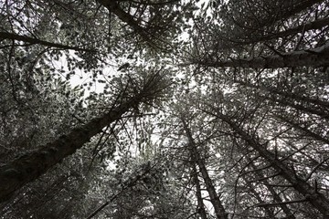Fototapeta premium Nieve en la sierra 
