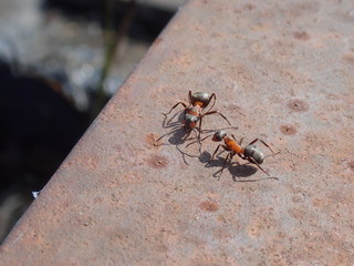The life of ants