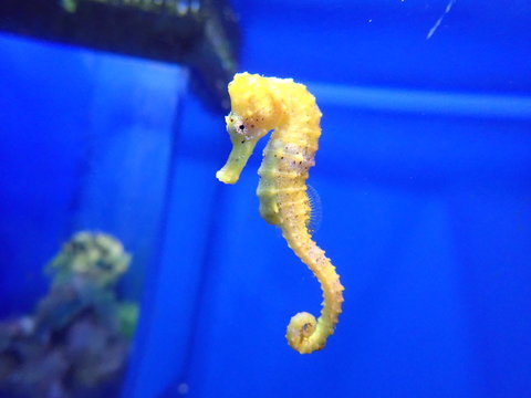 beautiful yellow seahorse