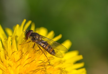 Schwebfliege Syrphidae auf gelber Blüte