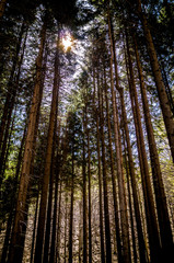 Foresta illuminata dal sole