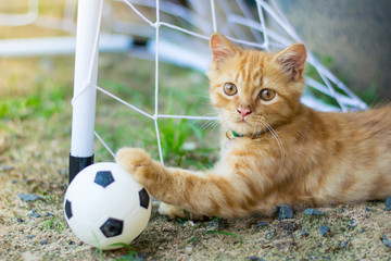 persian cat football player