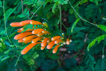 Orange flower on the tree.