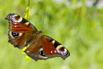 Inachis io.A view of a peacock butterfly feeding on a flower.