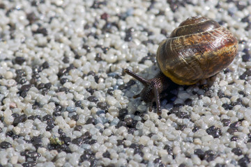 Small snail shell in the sand on the beach .