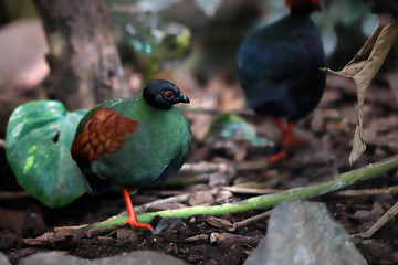 Small female Crested partridge is a resident breeder in lowland rainforests.