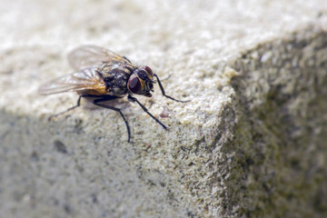A macro photo taken on a live house fly .