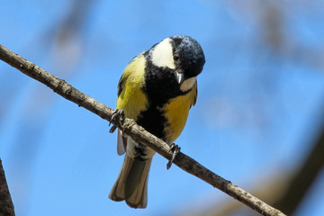The Great Tit (Parus major) perched on a tree branch