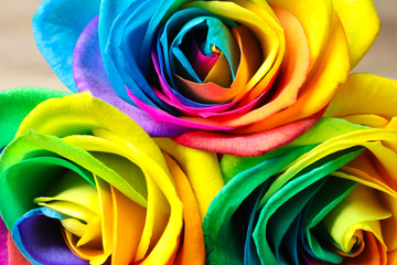 Fototapeta na wymiar Amazing rainbow rose flowers, closeup