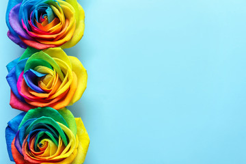 Rainbow rose flowers on color background, top view