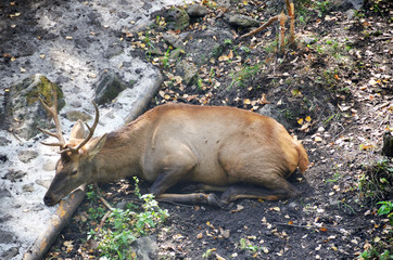 Deer in the taiga of Primorsky Krai, far East