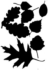 Silhouettes of autumn leaves in a black color