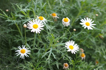 Fototapeta premium Dreamy Daisy