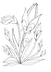 Contour drawing of decorative tulips