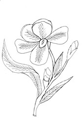 Outline drawing of a flower for coloring