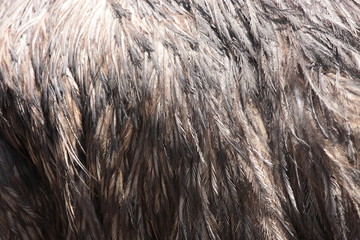 エミューの羽根