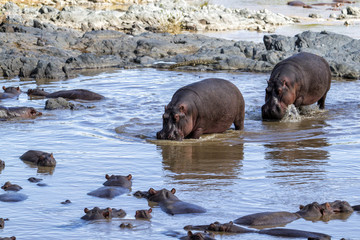 Two Hippo's coming in the family bath in the Serengerti National Park in Tanzania