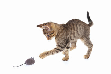 Cute kitten is played with a gray toy mouse on a white background