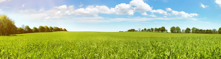 Fototapete Wiese im Sommer - Feld mit Gras Panorama © ExQuisine