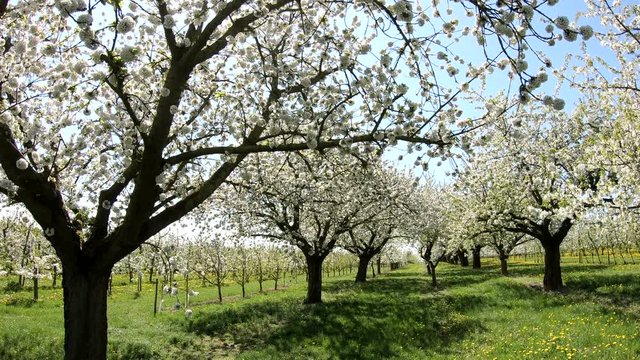 Bl&uuml;hende Kirschbaumplantage im Fr&uuml;hling, Kirschbl&uuml;ten, Obstbau, handheld camera, 4K