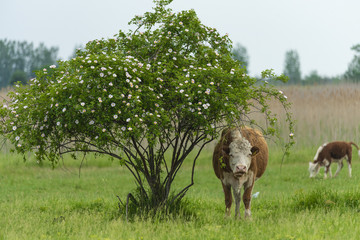 Cows grazing in the open field