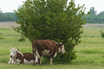 Obraz premium Cows grazing in the open field