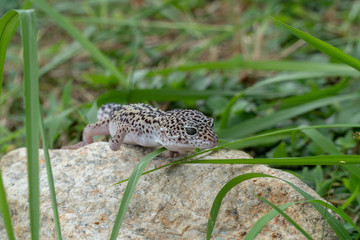 Adorable leopard gecko morph mack snow (Eublepharis macularius) on ground, grass, nature background. Selective focus.