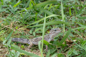 Adorable leopard gecko morph mack snow (Eublepharis macularius) on ground, grass, nature background. Selective focus.