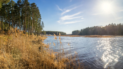 летний пейзаж на берегу реки с сосновым лесом, Россия, Урал  © 7ynp100
