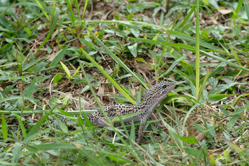 Adorable leopard gecko morph mack snow (Eublepharis macularius) on ground, grass, nature background. Selective focus.