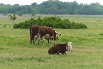 Cows grazing in the open field