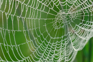 Water Drops On The Spider Web In The Morning. Close Up.