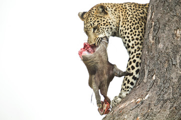 Leopard in Tree with kill 2