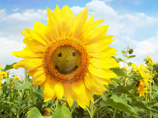 Obraz premium Sonnenblume Smiley - Sonnenblumen blühen, Feld im Sommer