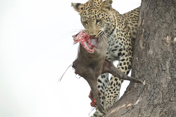 Leopard in tree with Warthog prey