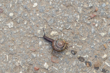 The Snail Crawls Up The Asphalt. Close Up. Macro.