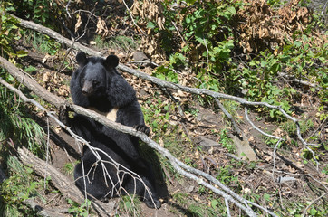 Naklejka premium Himalayan bear in the forest on Far East, Russia