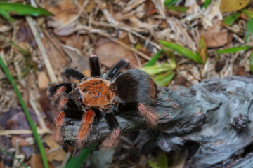 Mexican Fireleg (Brachypelma boehmei) the beautiful tarantula stays on wooden branch in nature background. Selective focus.