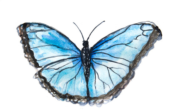 Blue butterfly on white background, watercolor illustrator, hand painted