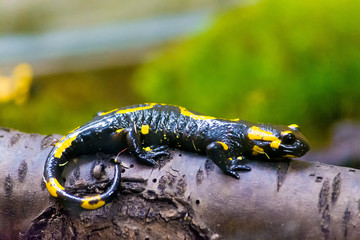 A fiery salamander of black color with bright yellow spots sits on a log. Wild nature.