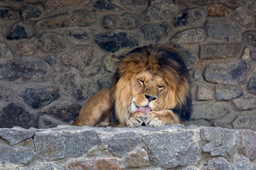 Obraz premium A beautiful lion with big mane lies on the rocks and licks his paw. King of animals. Wild nature. Predator. Danger animal.